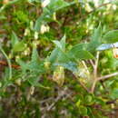 Image of Asparagus ovatus T. M. Salter