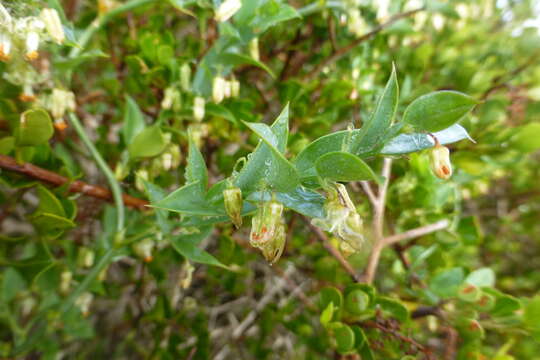 Image of Asparagus ovatus T. M. Salter