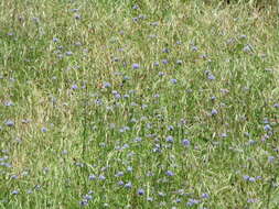 Image of bluehead gilia