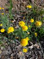 Слика од Leucochrysum albicans subsp. albicans