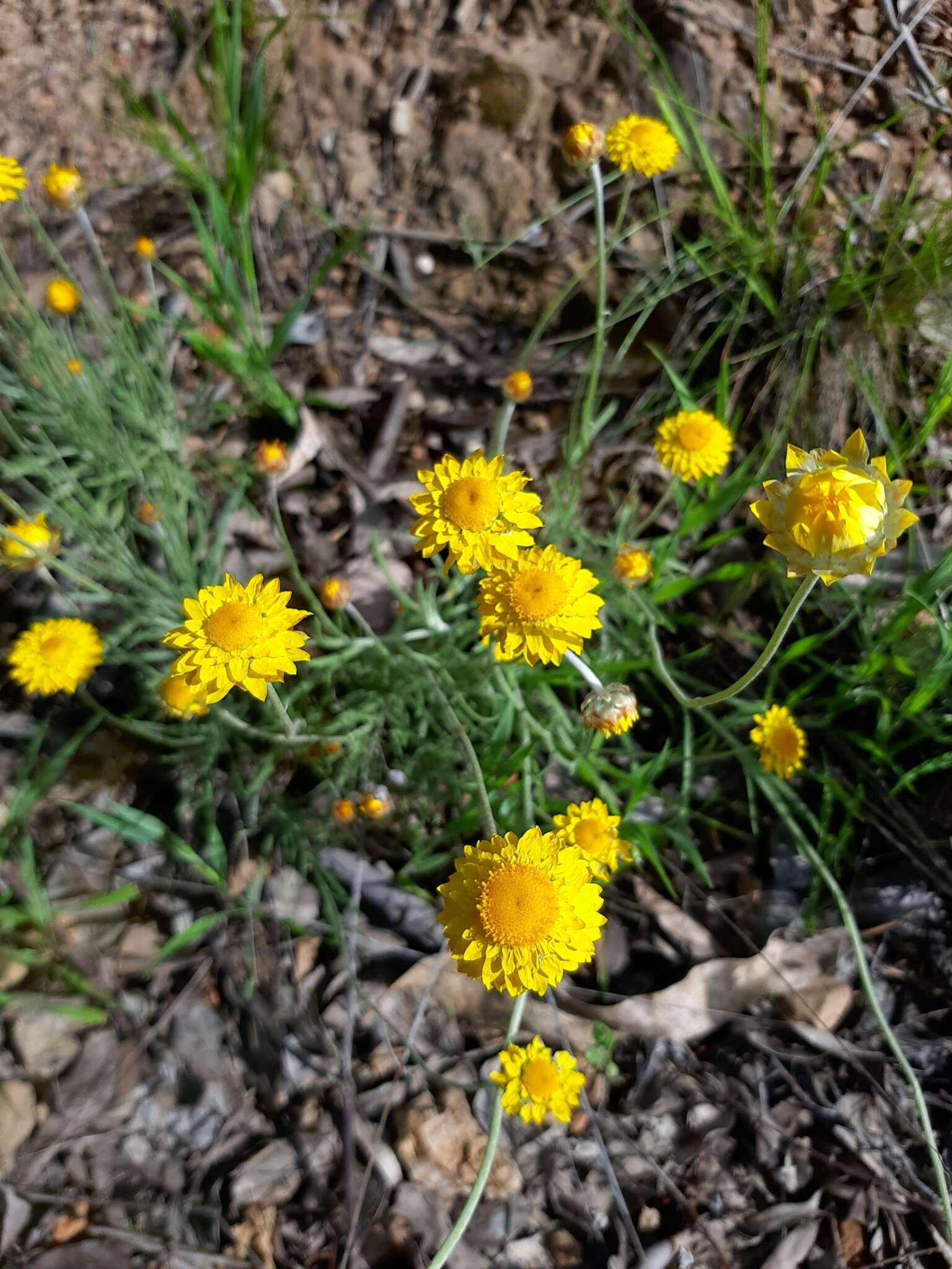 Image of Leucochrysum albicans subsp. albicans