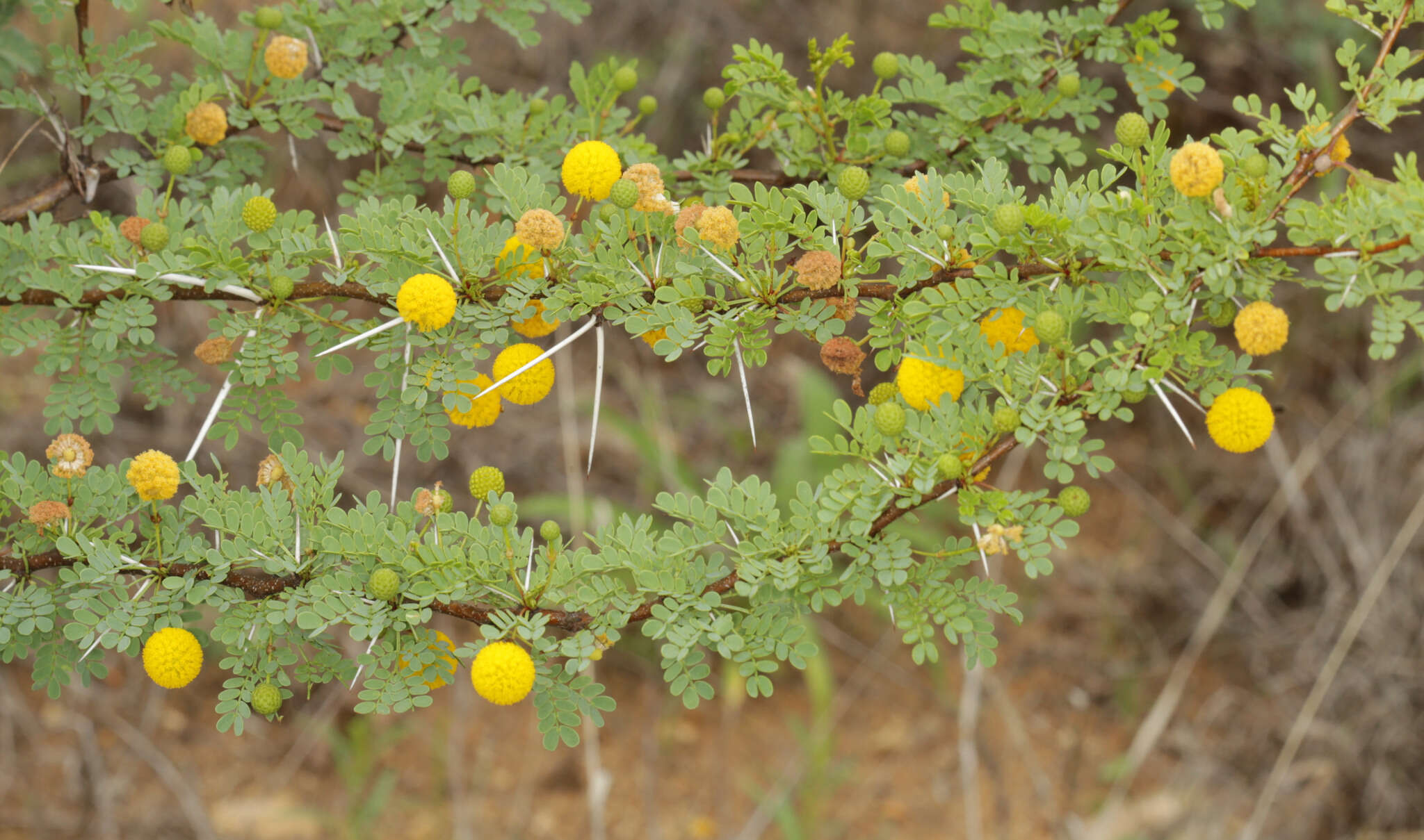 Imagem de Vachellia exuvialis (Verd.) Kyal. & Boatwr.