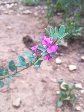 Indigofera denudata Thunb.的圖片