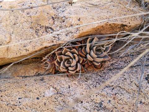 Image of Patagonia Mountain leatherpetal