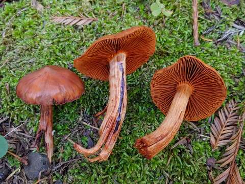 Image of Cortinarius californicus A. H. Sm. 1939