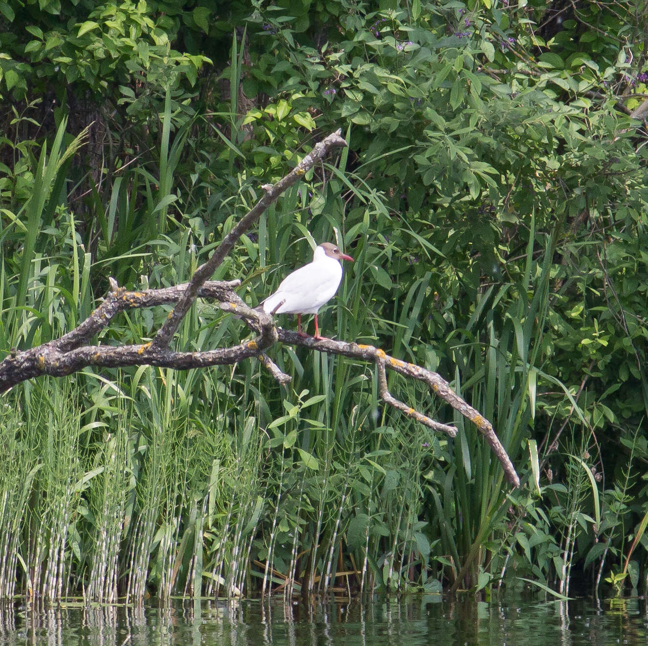 Image of Black-headed Gull