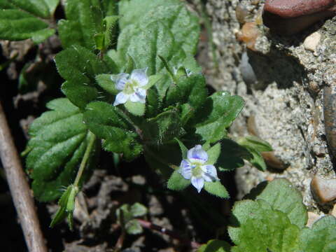 Image of Green field-speedwell