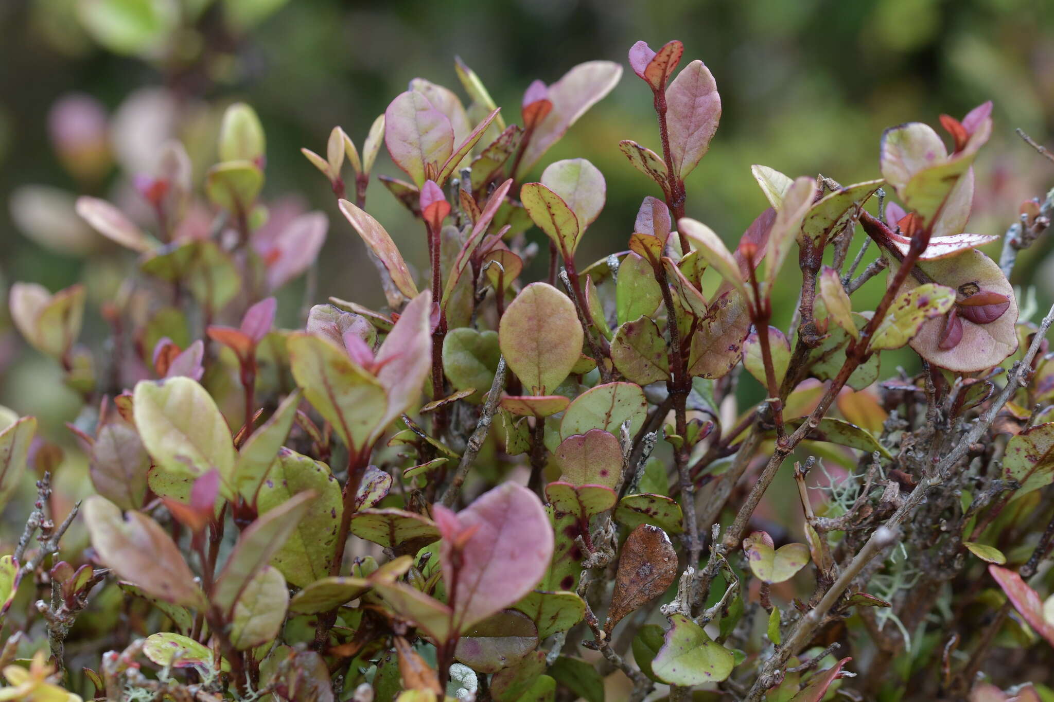 Image of Lophomyrtus ralphii (Hook. fil.) Burret