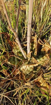 Image of Aloe greatheadii Schönland