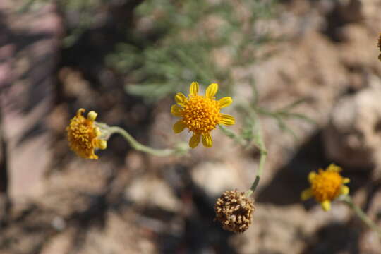 Plancia ëd Picradeniopsis pringlei (Greenm.) B. G. Baldwin