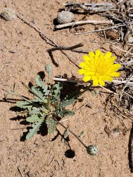 Image of Fendler's desertdandelion