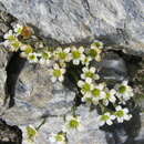 Image of Saxifraga muscoides All.