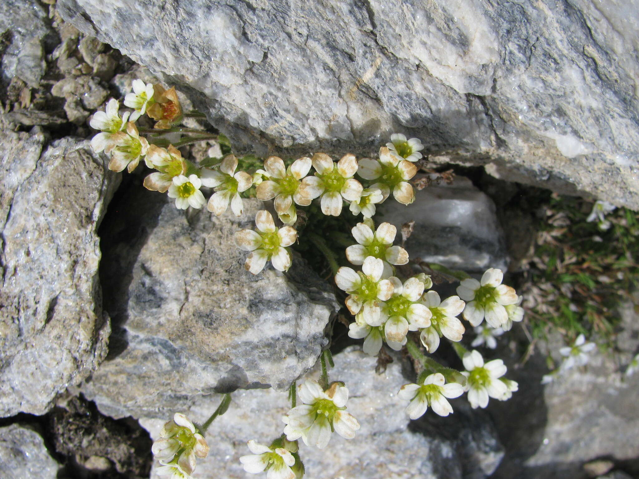 Image of Saxifraga muscoides All.