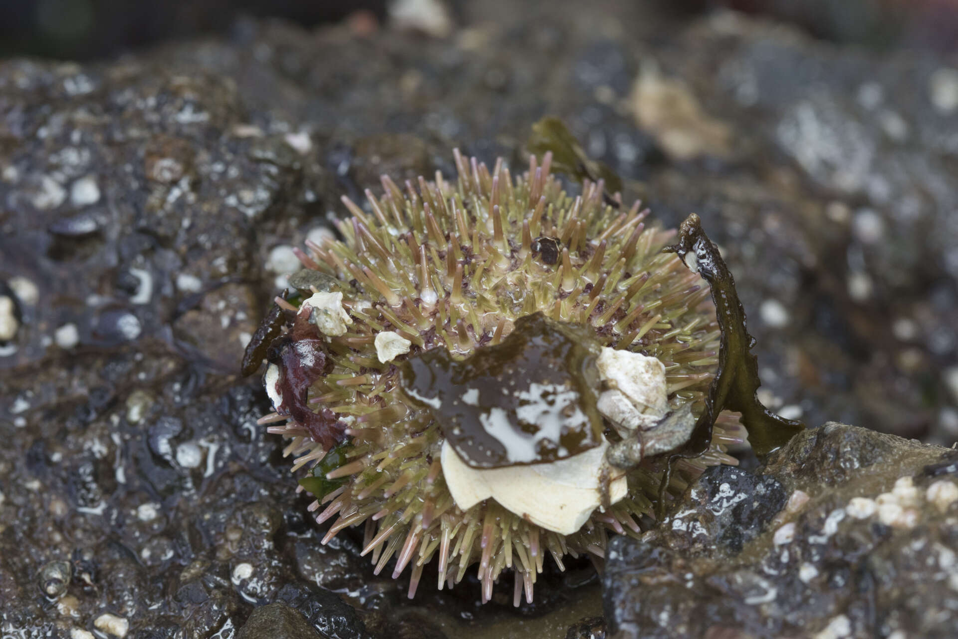 Imagem de Strongylocentrotus droebachiensis (O. F. Müller 1776)