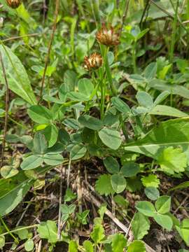 Imagem de Trifolium fragiferum subsp. bonannii (C. Presl) Sojak