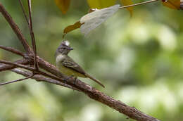 Image of Forest Elaenia