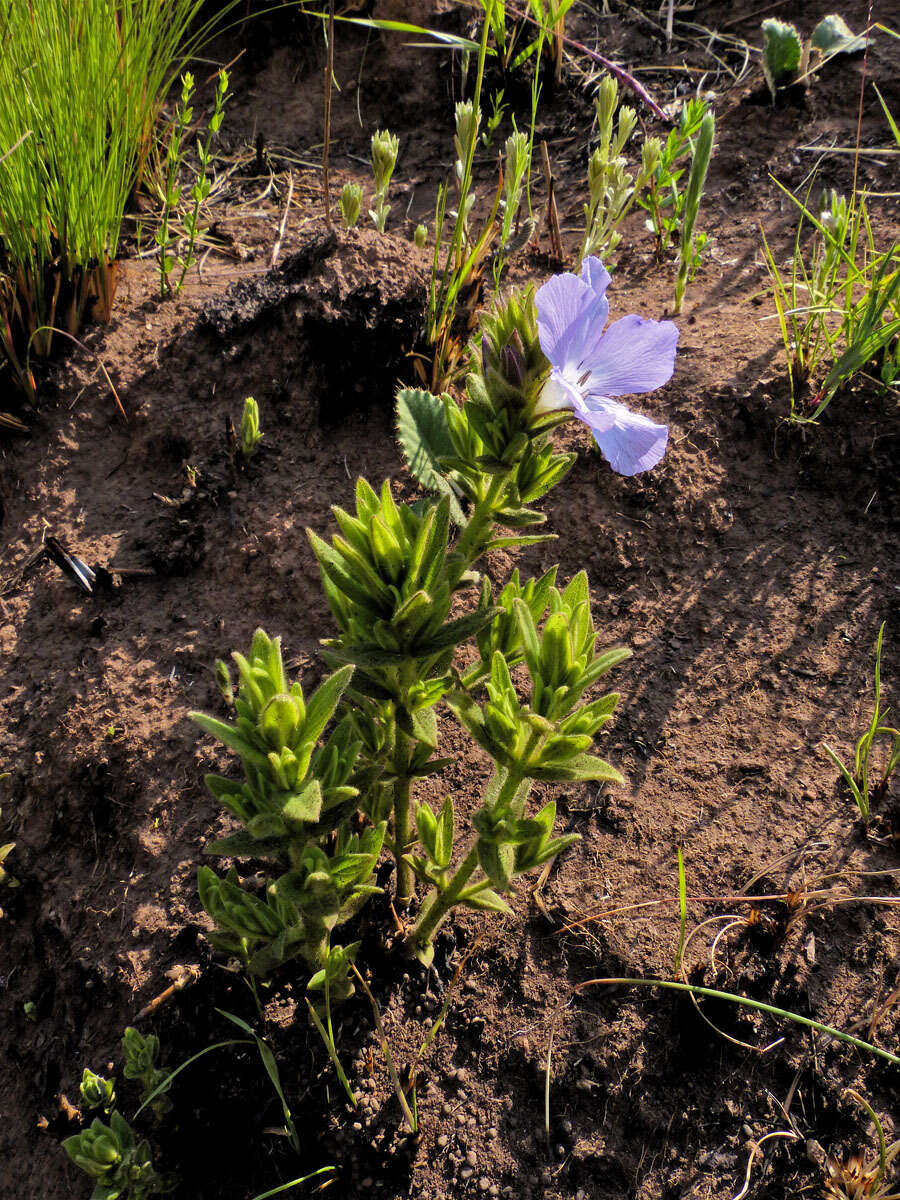 Imagem de Barleria monticola Oberm.