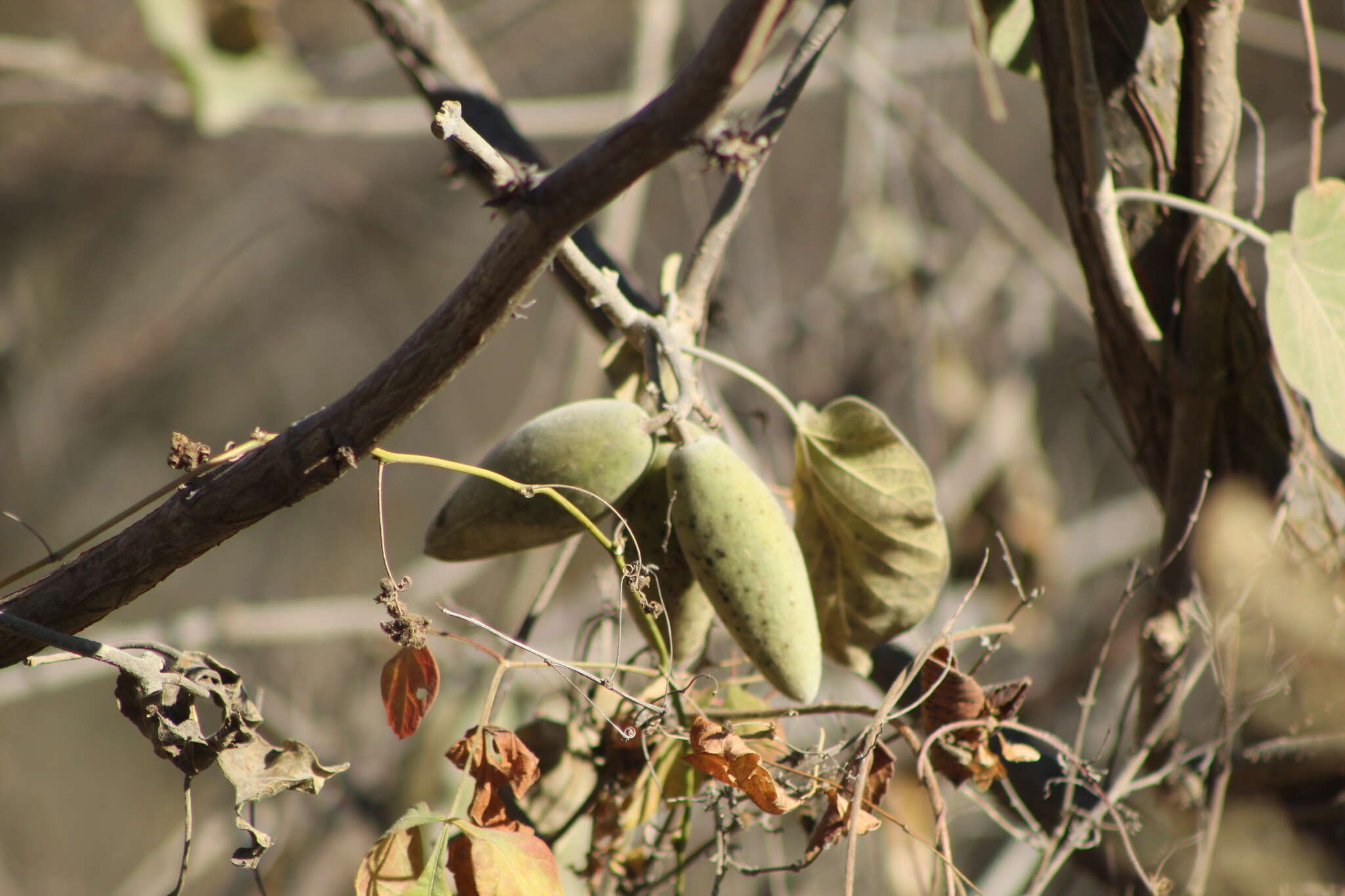 صورة Marsdenia mexicana Decne.