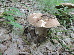 Imagem de Boletus reticulatus Schaeff. 1774