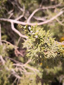 Image of Juniperus phoenicea subsp. turbinata (Guss.) Nyman