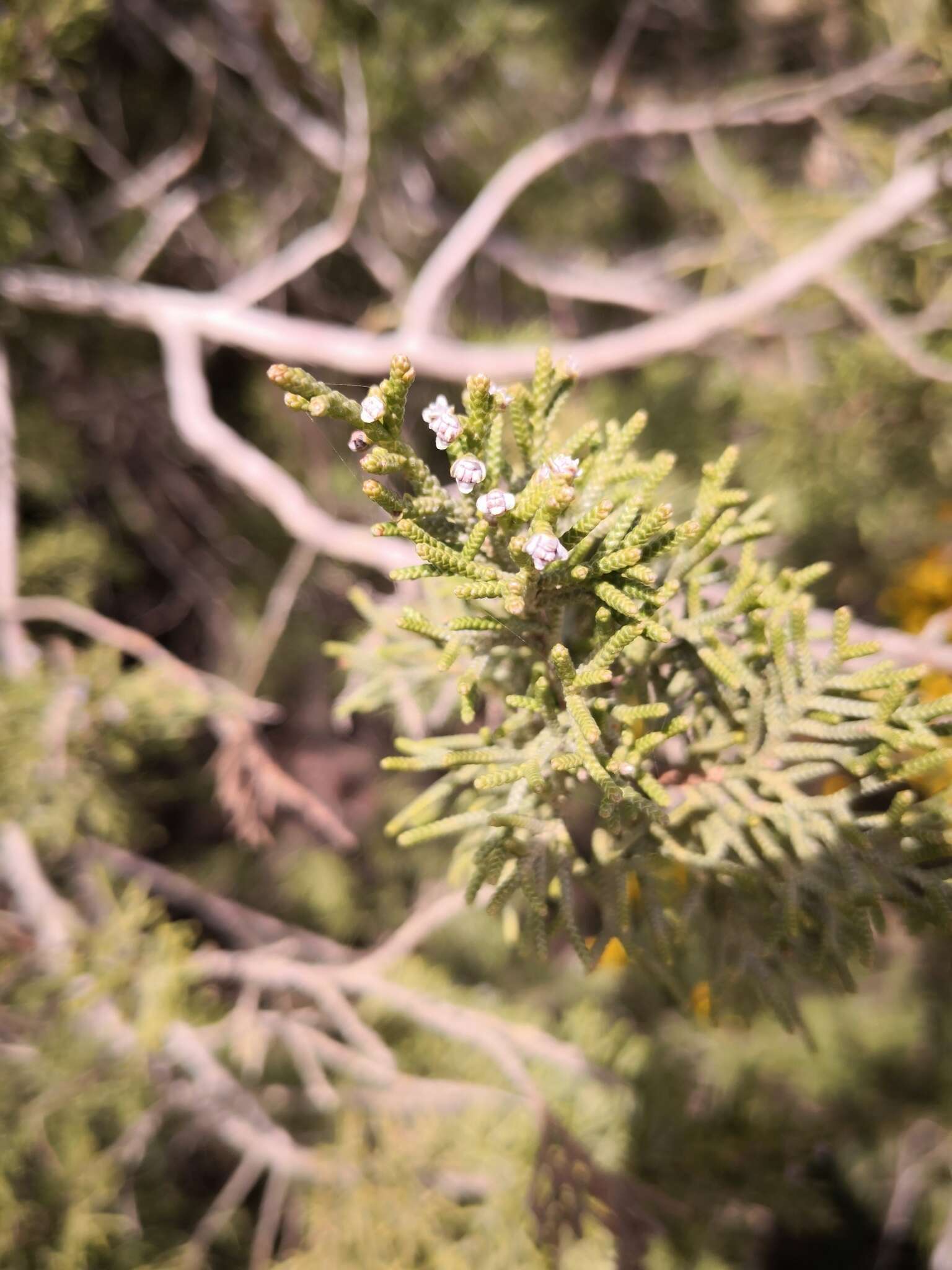 Juniperus phoenicea subsp. turbinata (Guss.) Nyman的圖片