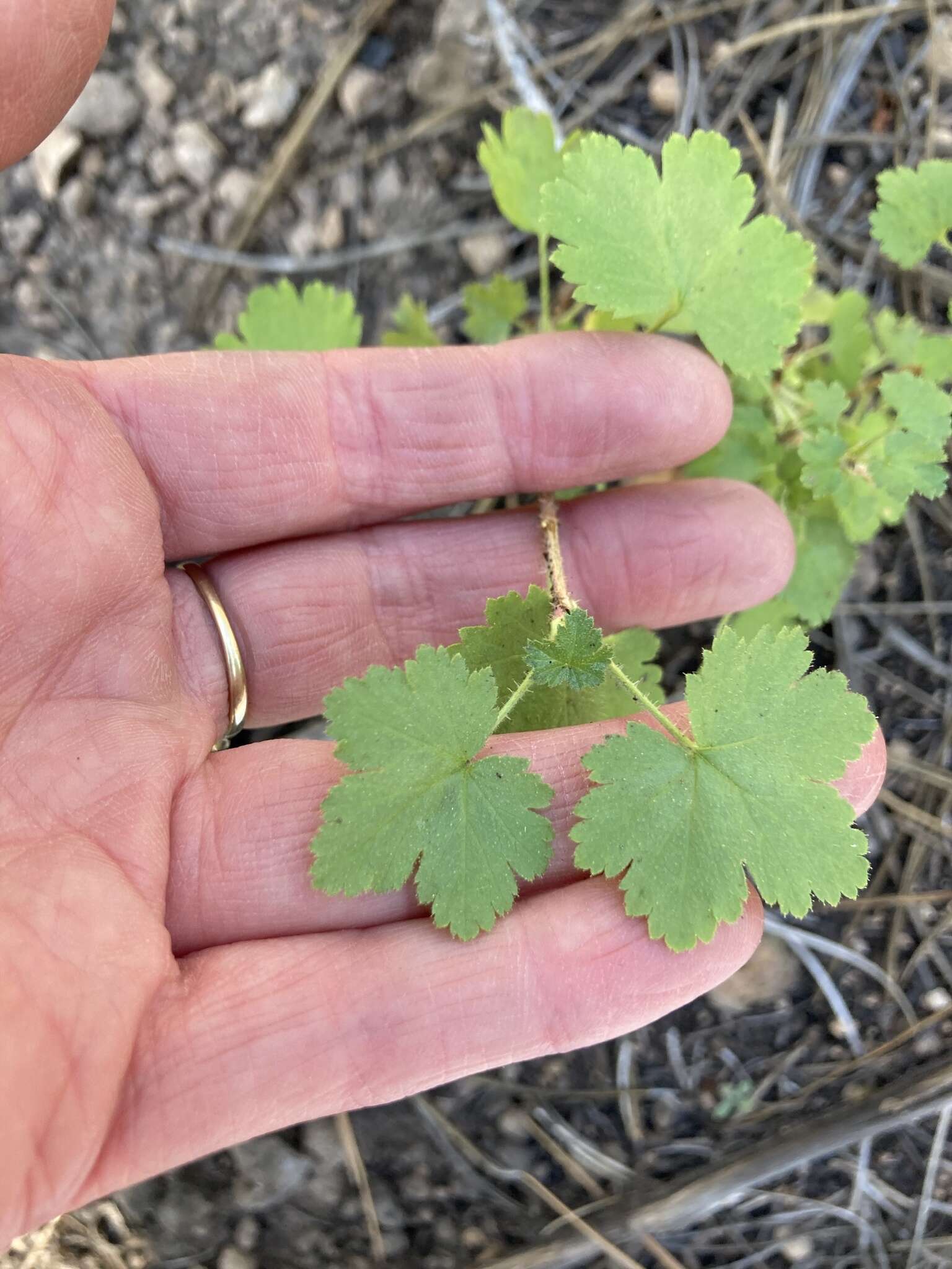 Image of whitestem gooseberry