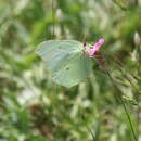 Image of Gonepteryx rhamni transiens Verity 1913