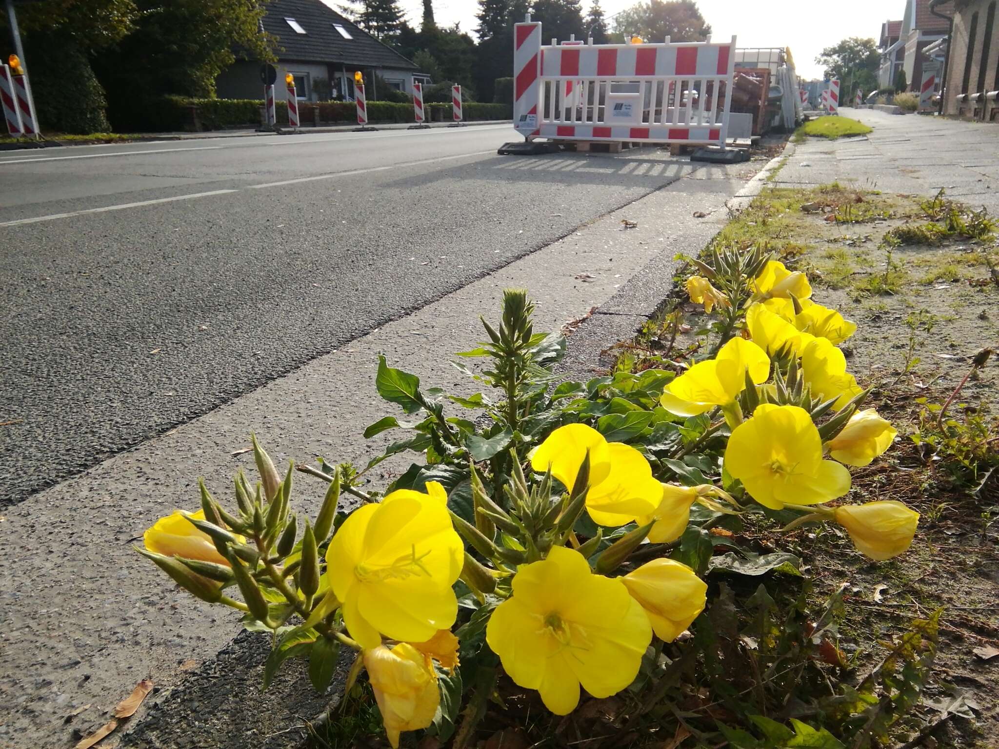 Image of redsepal evening primrose