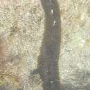 Imagem de Holothuria (Selenkothuria) lubrica Selenka 1867