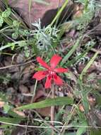 Image of Freesia grandiflora (Baker) Klatt