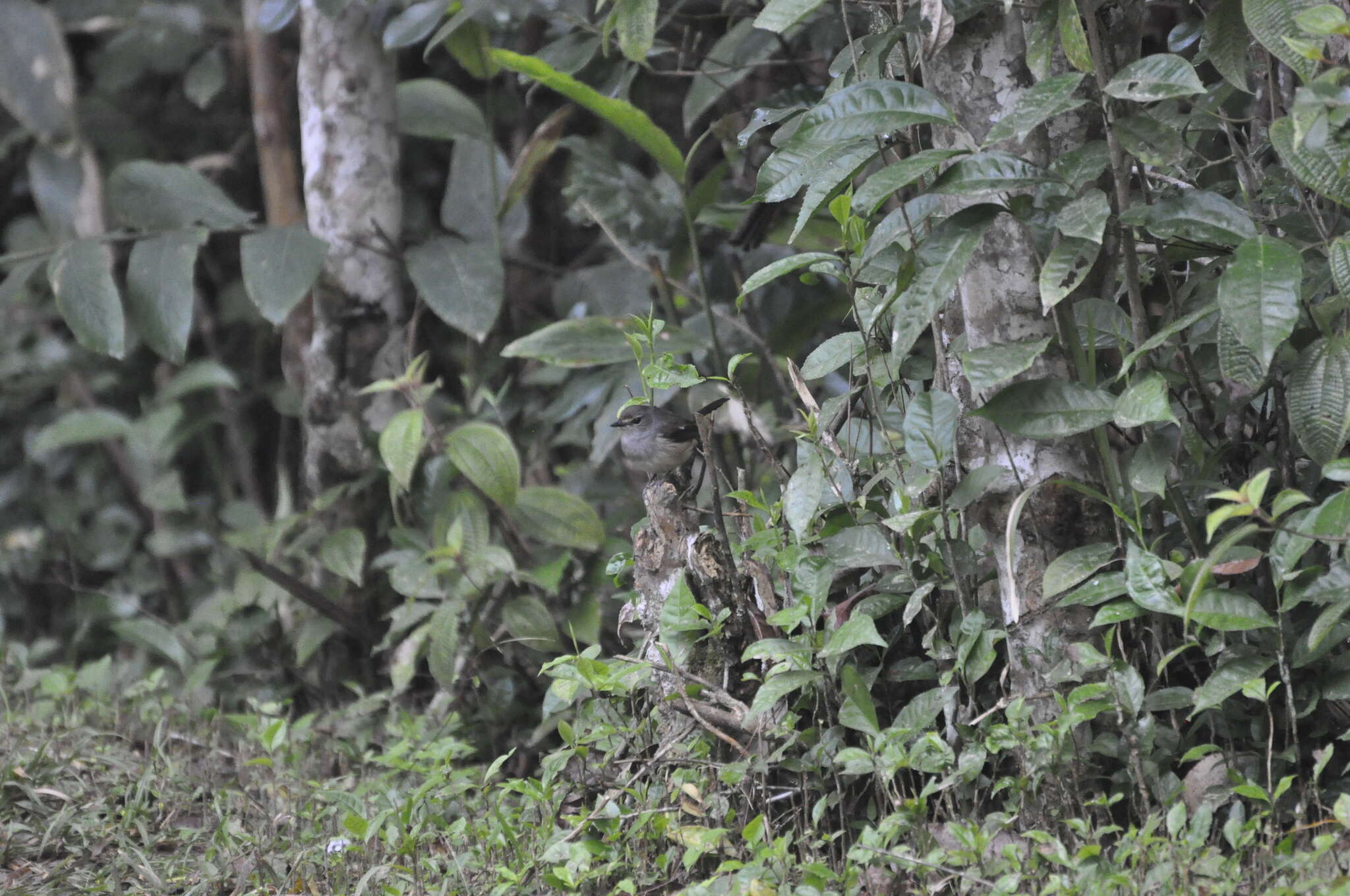 Image of Madagascan Magpie-Robin