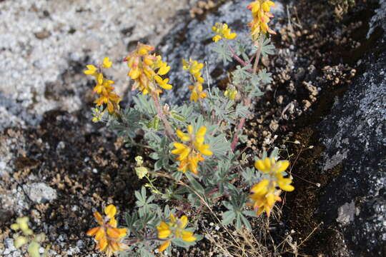 Image of orangeflower lupine