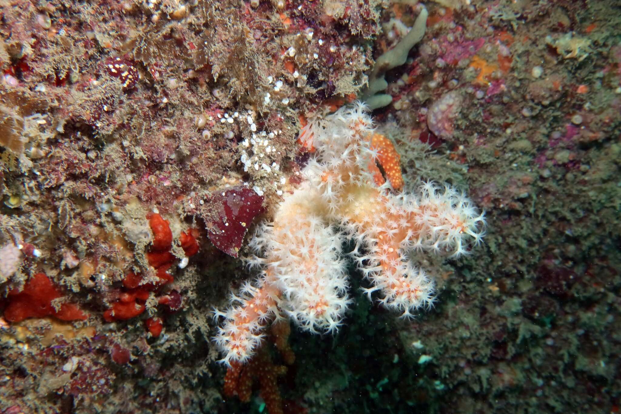 Imagem de Alcyonium glomeratum (Hassall 1843)