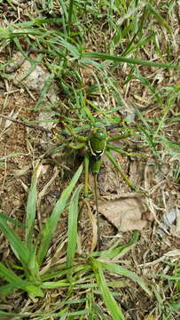 Image of Greater Arid-land Katydid