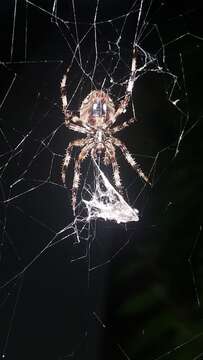 Image of Gray Cross Spider