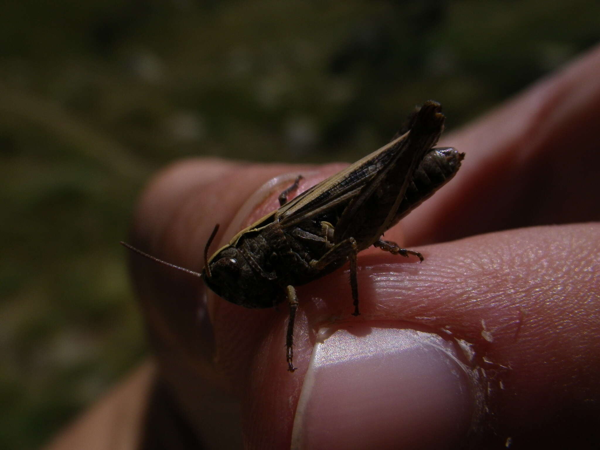 Image of orange-tipped grasshopper