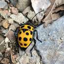 Image of Poecilocoris childreni (White 1839)