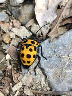 Image of Poecilocoris childreni (White 1839)