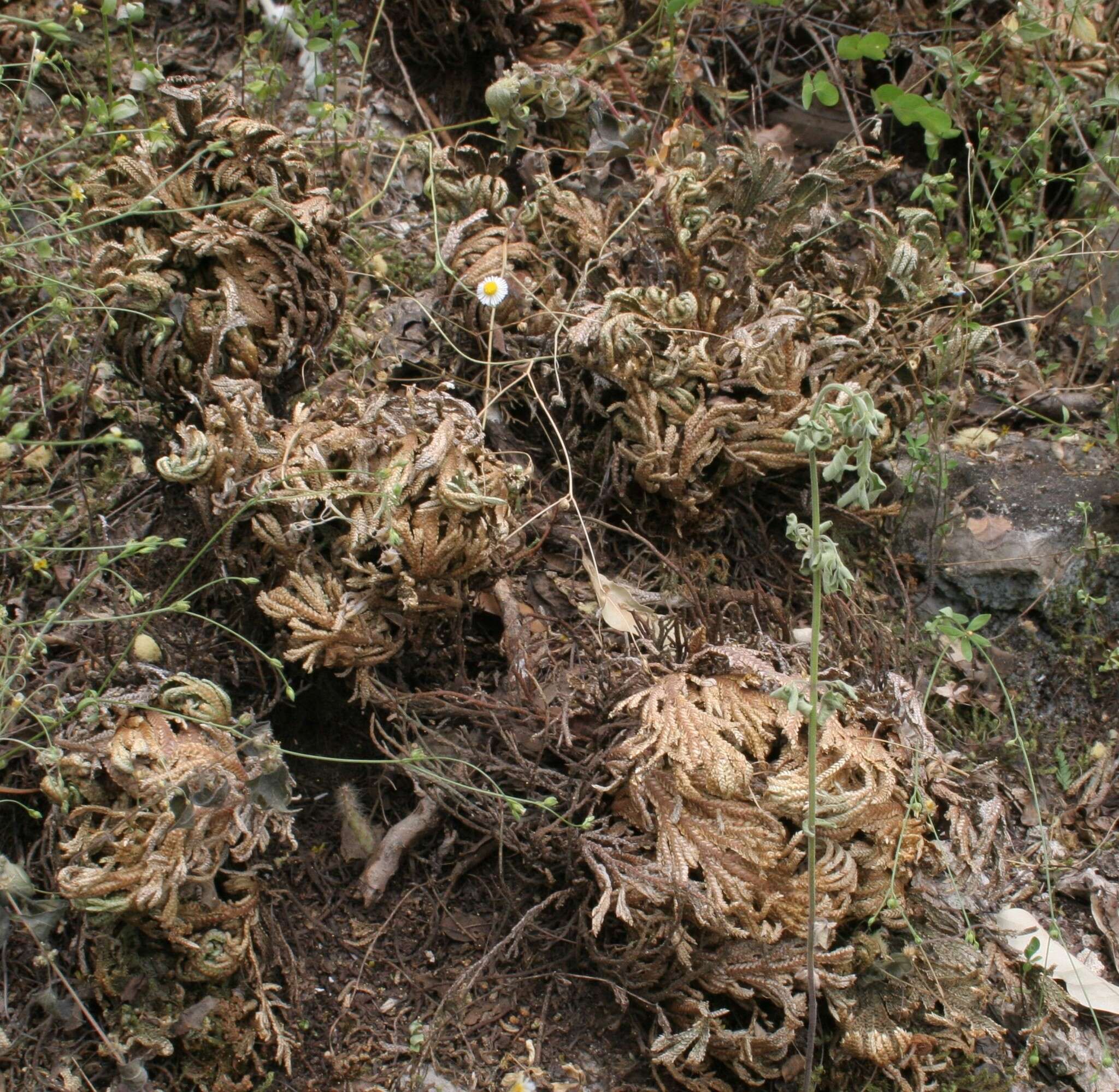 Image of Selaginella novoleonensis Hieron.