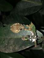 Image of Antilles Robber Frog