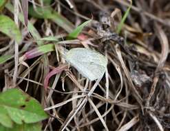 Image of Barred Yellow