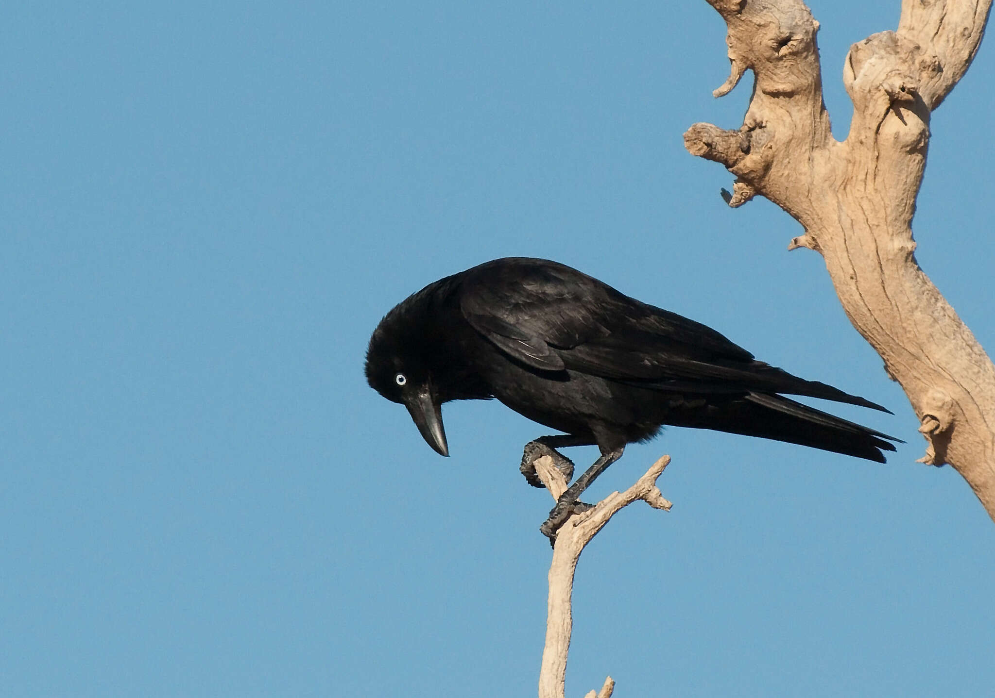 Imagem de Corvus bennetti North 1901