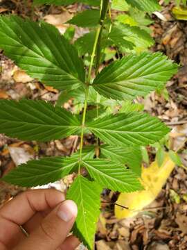 Image of Rubus queenslandicus A. R. Bean