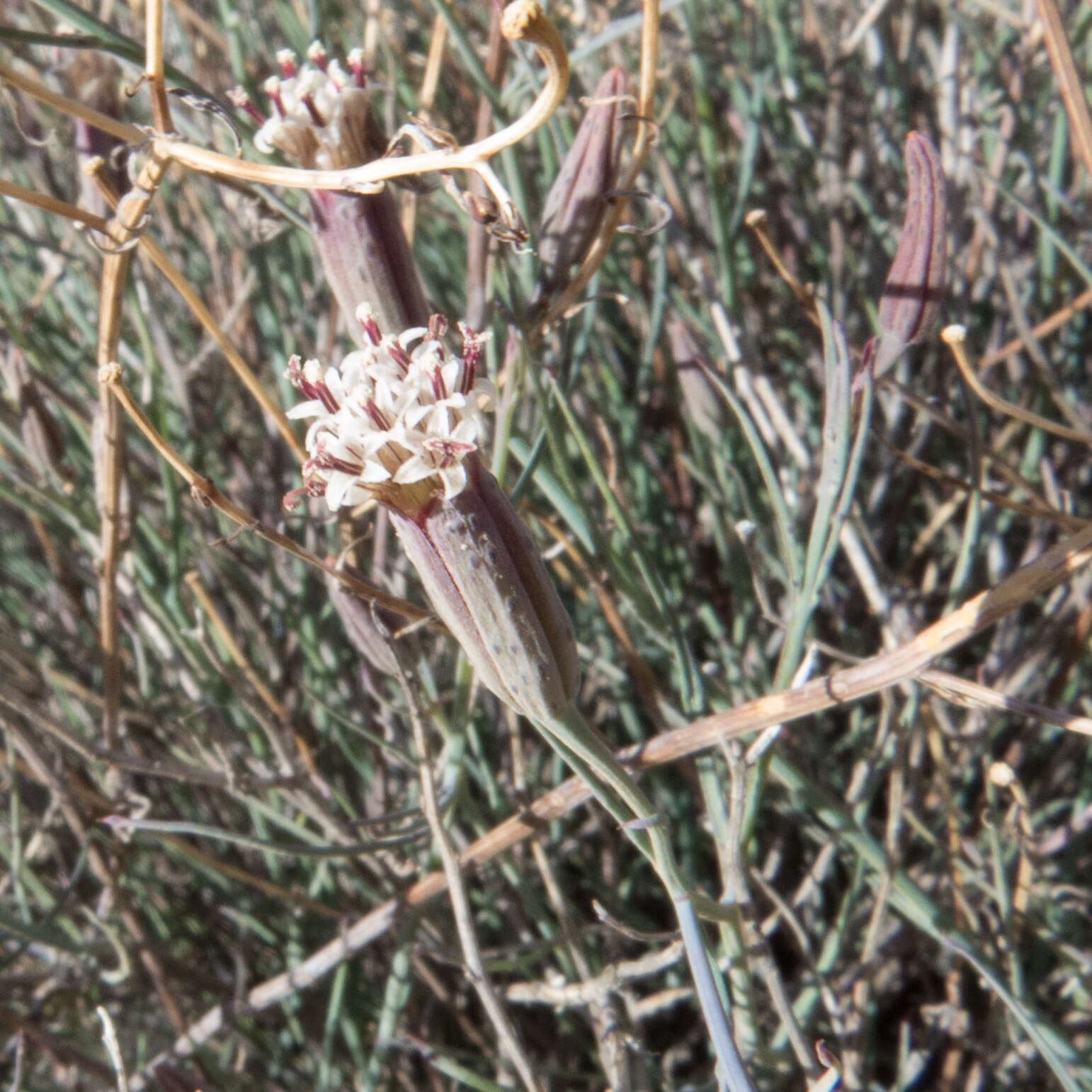 Image of slender poreleaf