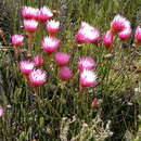 Image de Edmondia pinifolia (Lam.) Hilliard