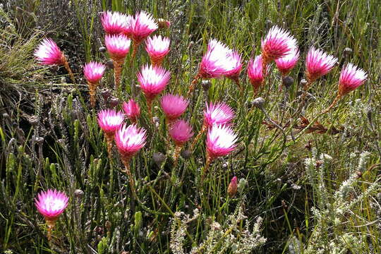 Imagem de Edmondia pinifolia (Lam.) Hilliard