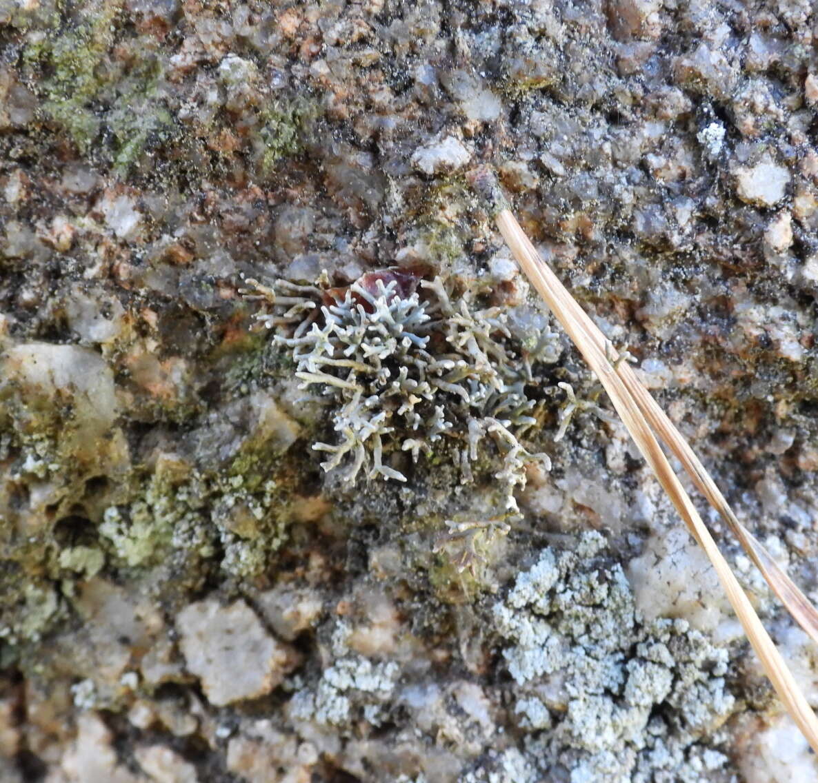 Image of fragile ball lichen