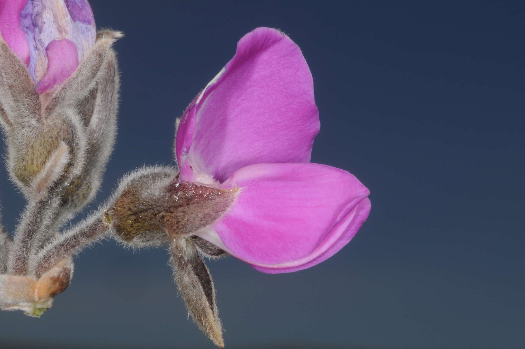 Image of Collaea argentina Griseb.