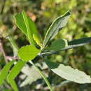 Image of Tessaria integrifolia var. ambigua (DC.) S. E. Freire