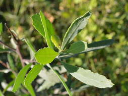 Plancia ëd Tessaria integrifolia var. ambigua (DC.) S. E. Freire